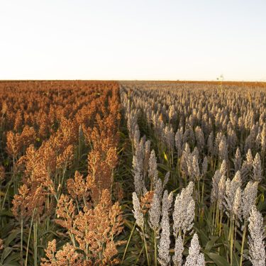 Sorgo Granífero Nuseed