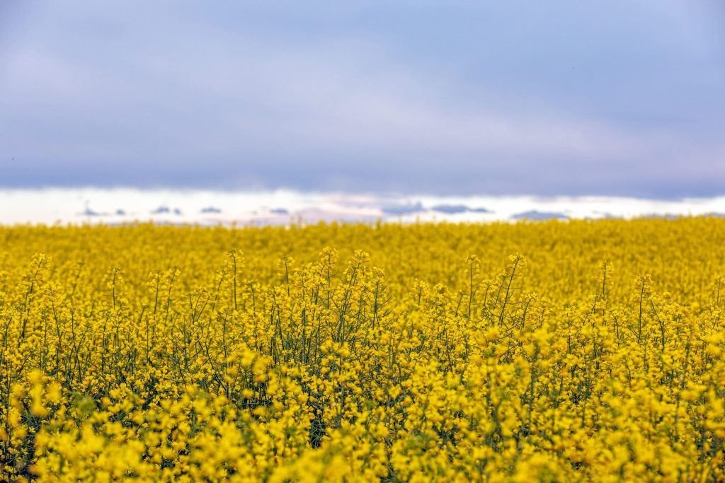 CANADA CANOLA Flowering Canola 4915HR 2 scaled 1
