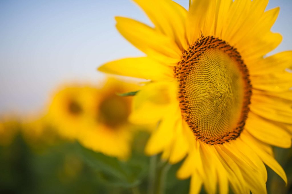 USA SUNFLOWER AdfarmBloomShoot T6K3518 170801 scaled 1