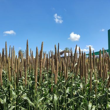 Milheto Granífero