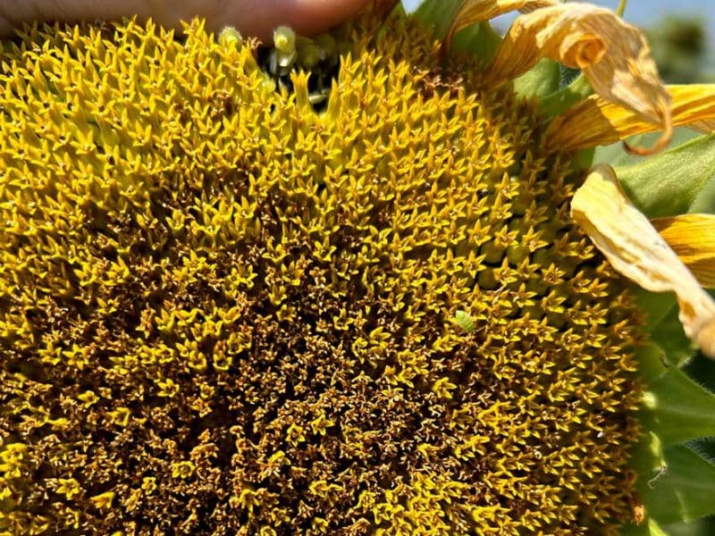 Coperta fecundare deficitara