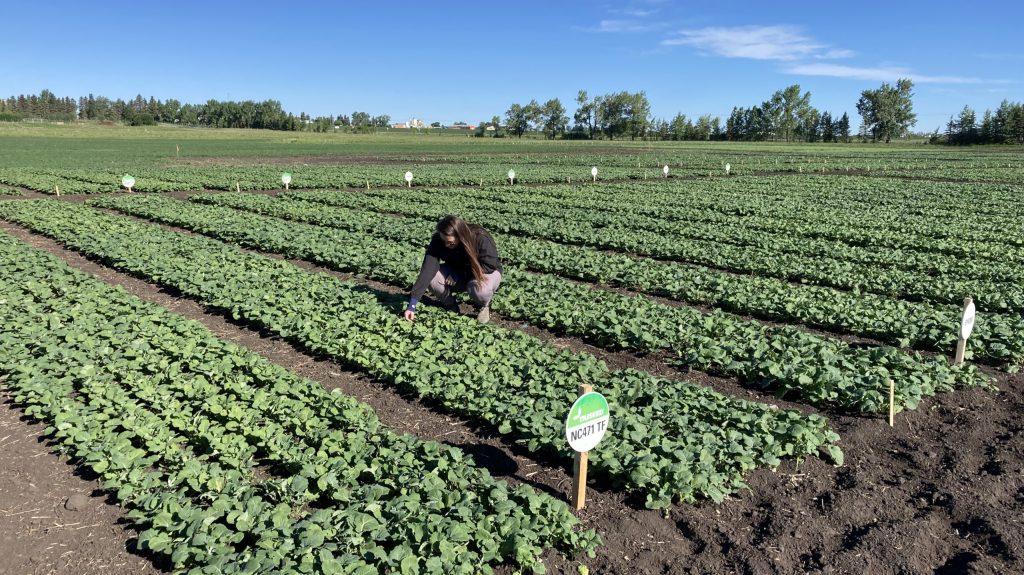 CANADA_CANOLA_PlotsFieldsKayla Olds Plots-210620