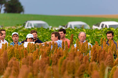 sorghum field