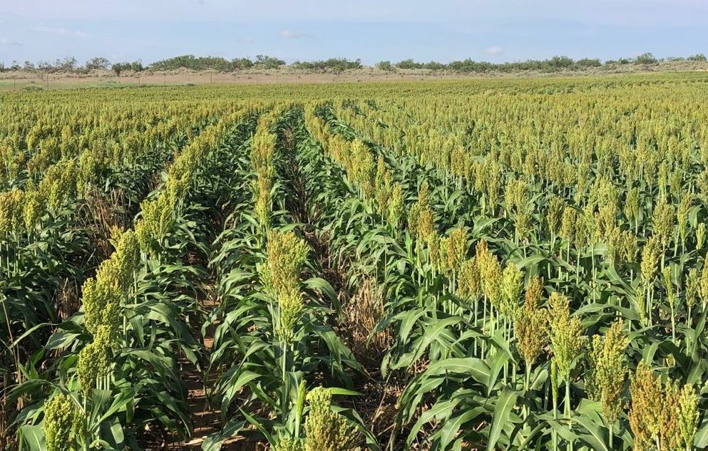 RSI parent seed production, Texas