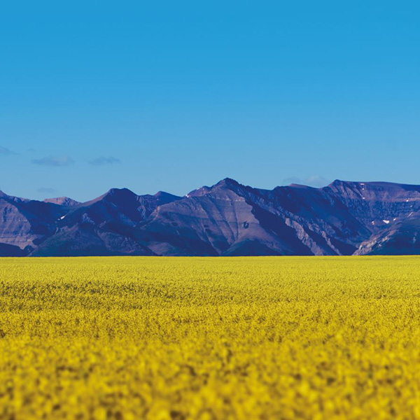 Canola - nutriterra mountains1