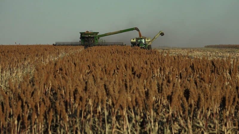 Sorghum - 2019 Grain Harvest scaled 1