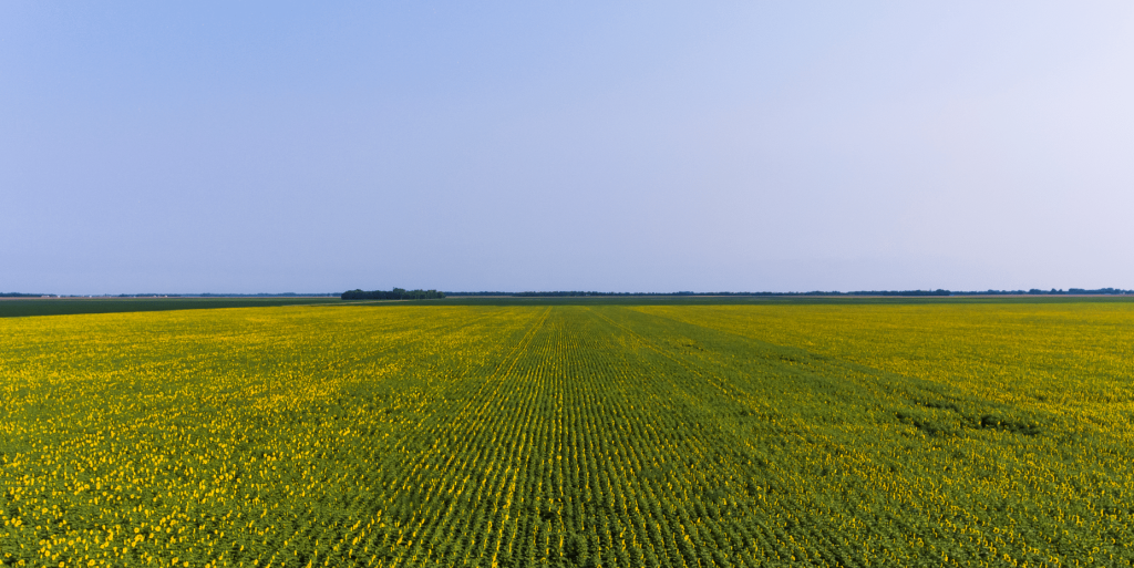 Nuseed Stands Together with Ukraine - 2022 03 07 09 10 33 USA SUNFLOWER AdfarmBloomShoot DJI 0561 170801.jpg Photos