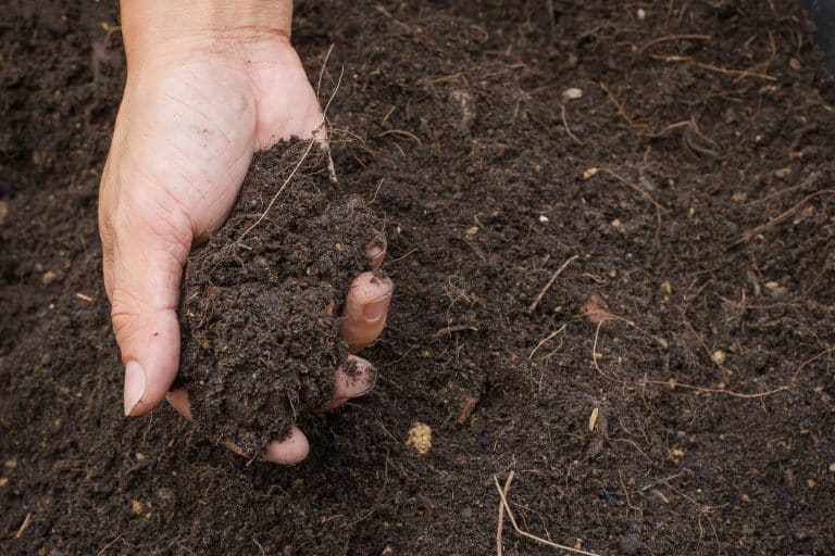 Carinata - Global WorldSoilDay