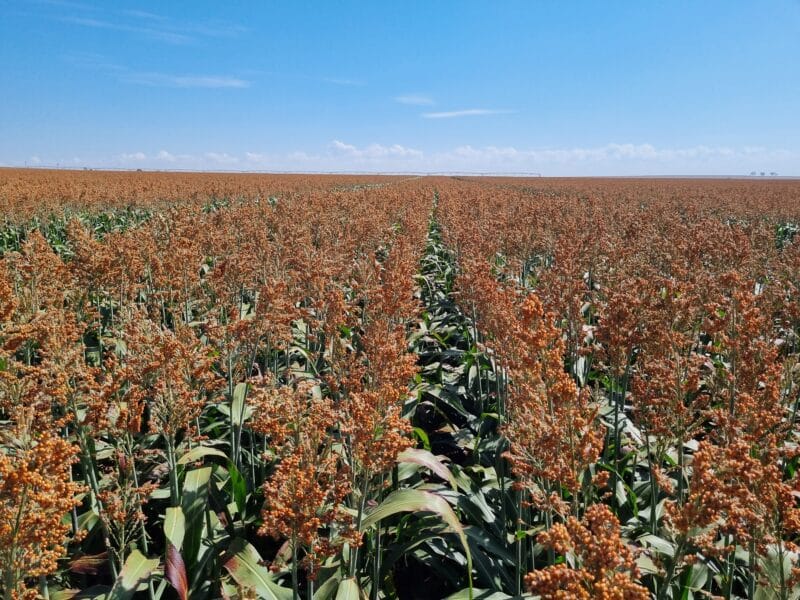 Sorghum - GobalSorghumDroughtPIc