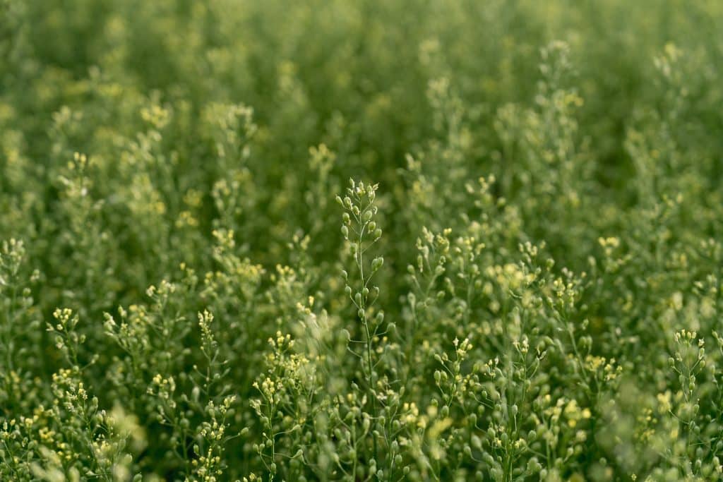 Nufarm finalises the purchase of substantially all assets of Yield10 Bioscience Inc. - NUFARM 250623 12
